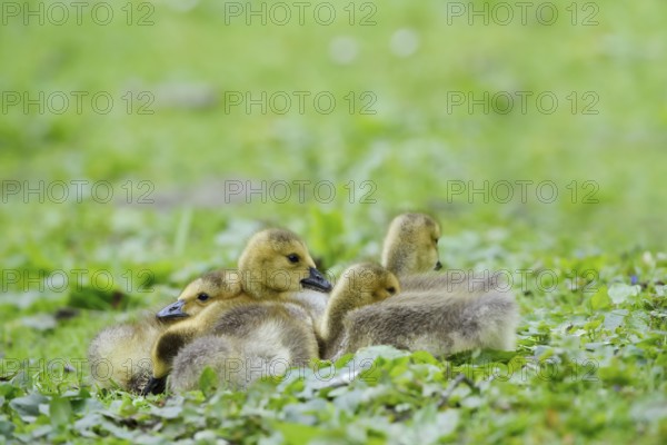 Canada goose (Branta canadensis), chick, North Rhine-Westphalia, Germany