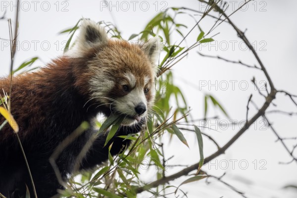 Western Red panda (Ailurus fulgens), feeding on bamboo, Singalila National Park, Gairibas, Jamuna, Koshi Province, Nepal