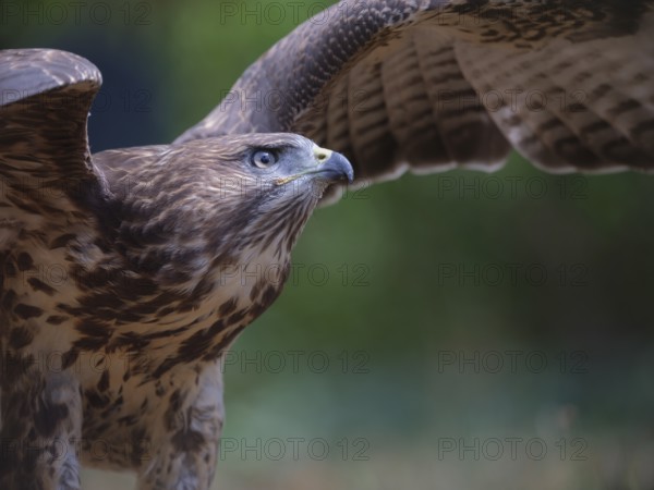 Buzzard in front of take-off, Berlin, Germany