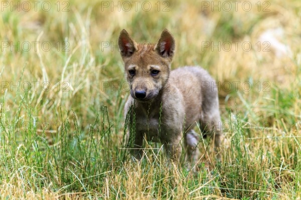 A wolf pup attentively observes its surroundings in the grass, Timberwolf, wolf, American wolf, (Canis lupus lycaon), pup, Germany
