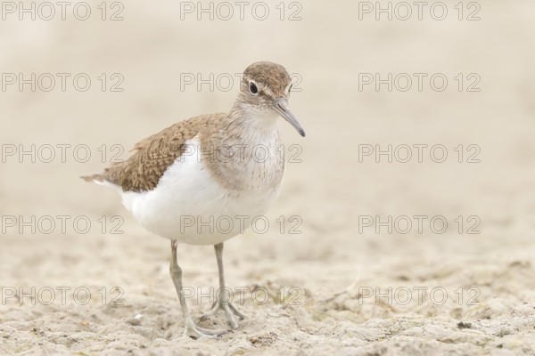 Common sandpiper (Actitis hypoleucos) looking for food at the edge of a body of water, wildlife, nature photography, wading bird, migratory bird, Apetlon, Lake Neusiedl, Burgenland, Austria