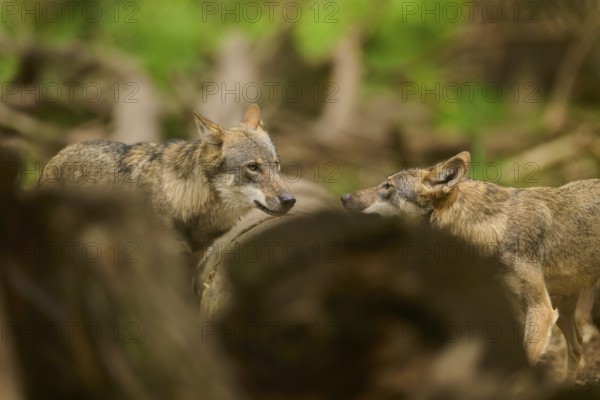 Two wolves in the forest facing each other, one resting its head on a log, Wolf (Canis Lupus), Germany