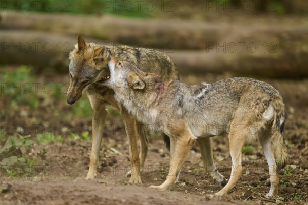 Wolf (Canis lupus), two wolves interacting with each other, Germany