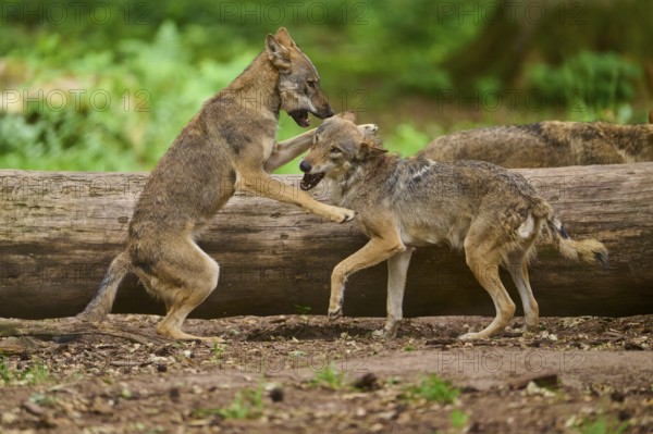 Wolf (Canis lupus), two wolves playfully interacting on a forest path in front of a tree trunk, Germany