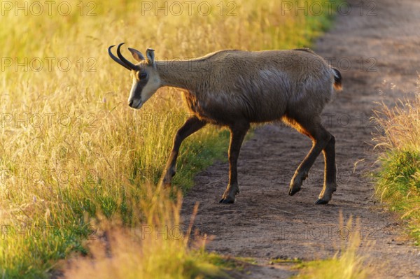 A chamois walks along a path surrounded by golden grass, chamois, chamois, (Rupicapra rupicaprae), wildlife, Vosges, France