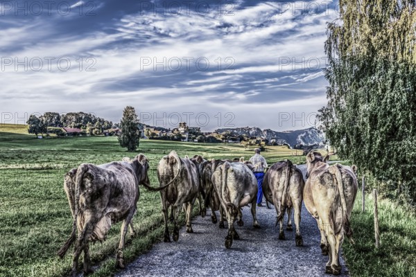 Discharge of a herd of cows, Unterallgäu, Bavaria