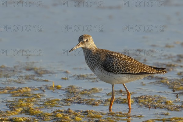 Wood Sandpiper (Tringa glareola) standing in shallow water, Wildlife, Animals, Birds, Snipe family, Ziggsee, Lake Neusiedl National Park, Seewinkel, Burgenland, Austria