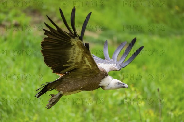 Eurasian griffon vulture (Gyps fulvus) flying, Bavaria, Germany