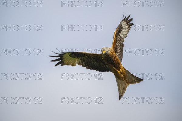 Red kite (Milvus milvus) flying in the sky, Bavaria, Germany
