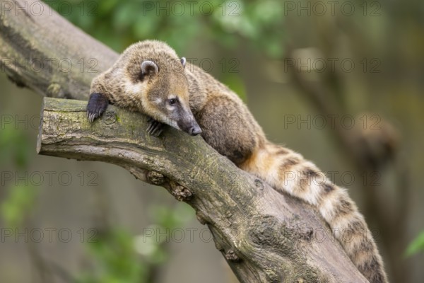 South American coati (Nasua nasua) on an old tree trunk, captive, Zoo Augsburg