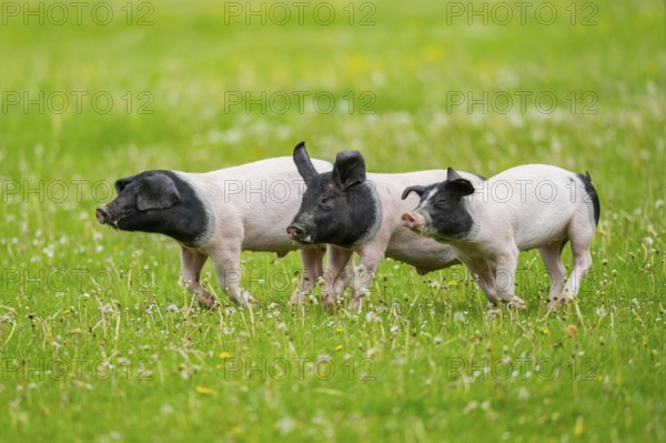 Swabian-Hall swine (Schwäbisch-Hällisches Landschwein) running over a meadow, Germany