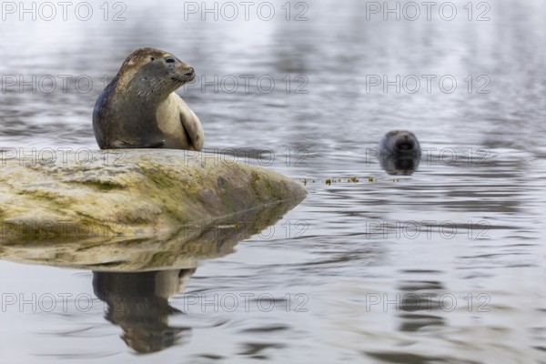Harbour seal (Phoca vitulina) lying on a stone in the water, Mammals (Mammalia), Gravnesodden, Spitsbergen, Svalbard
