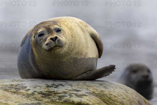 Harbour seal (Phoca vitulina) lying on a stone in the water, Mammals (Mammalia), Gravnesodden, Spitsbergen, Svalbard