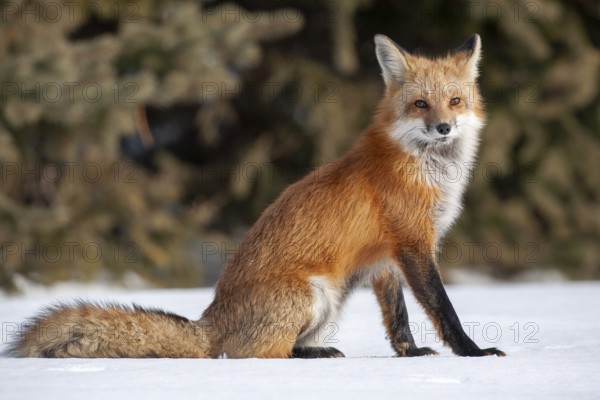 Red fox (vulpes vulpes), Fox sitting on snow and looking sideways, Province of Quebec, Canada, North America