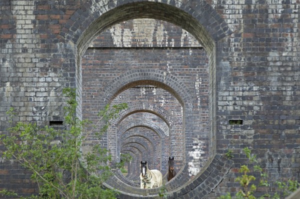 View through openings in piers of a railway viaduct, horses, Stanway, Broadway, The Cotswolds, England, Great Britain
