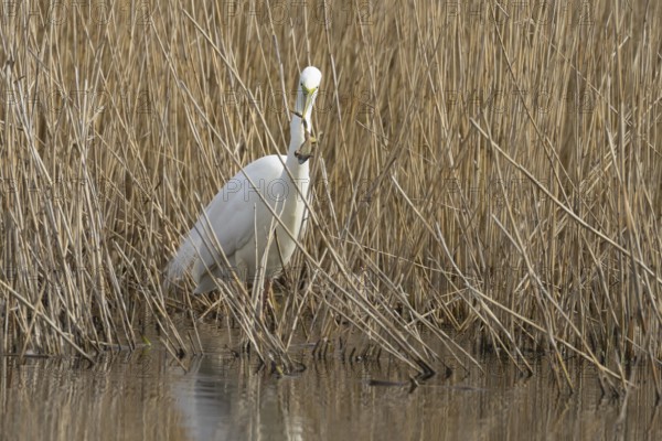 Great white egret (Ardea alba) adult bird in water on the edge of a reedbed with a frog for food in its beak in spring, England, United Kingdom