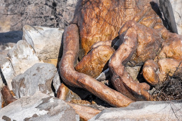 Detail, Roots of an African baobab or baobab tree (Adansonia digitata), Dry landscape, Kubu Island (Lekubu), Sowa Pan, Makgadikgadi Salt Pans, Botswana