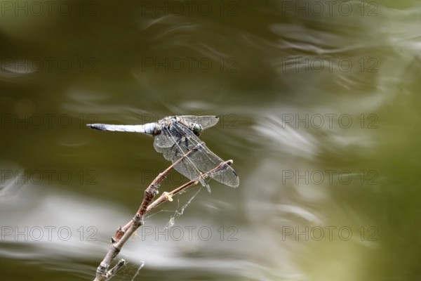 Dragonfly on a lake shore, July, Germany