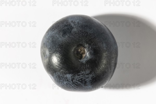 Whole, smooth dark blue blueberry, macro shot
