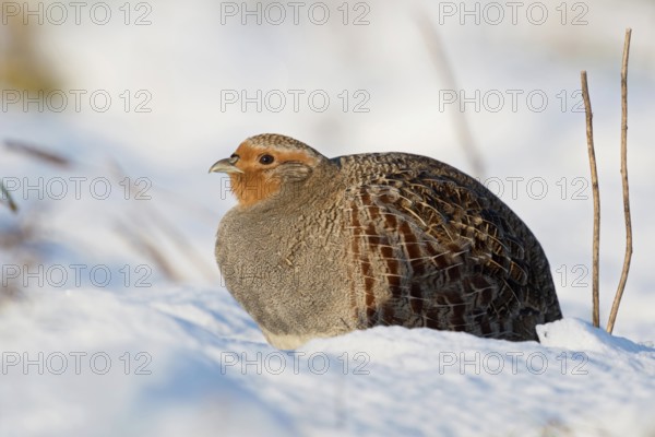 Grey partridge (Perdix perdix) in winter, sitting fluffed up up in the freshly fallen snow in the sun, enjoying the warming rays of the sun, on a sunny winter morning, native wildlife, rare observation, wildlife, native nature, Lower Rhine, Rhineland, North Rhine-Westphalia, Germany, Western Europe