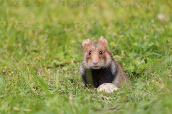 A European hamster (Cricetus cricetus) leaves his burrow