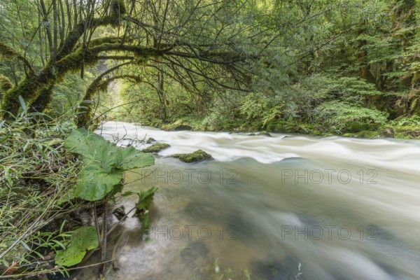 A river flows through a lively forest with smooth rocks that are partially submerged in the water. The sunlight filters through the trees and creates a peaceful atmosphere in the natural surroundings. Jura, France