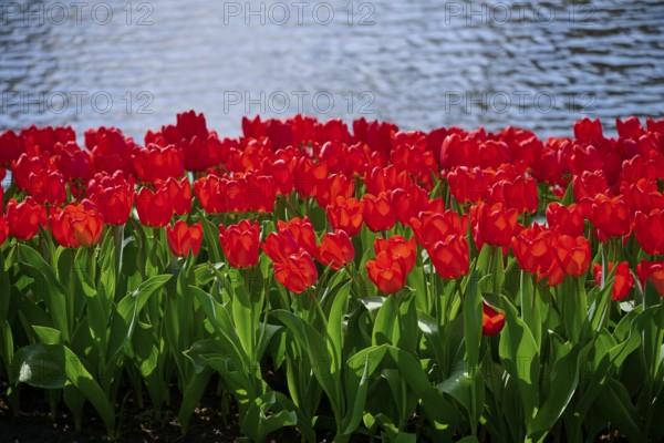 Red tulips stand out vividly in front of a shimmering lake, Keukenhof, Lisse, province of South Holland, Netherlands