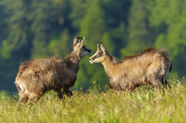 Two chamois in natural surroundings in a meadow, surrounded by trees, marsh harrier (Circus aeruginosus), wildlife, Germany