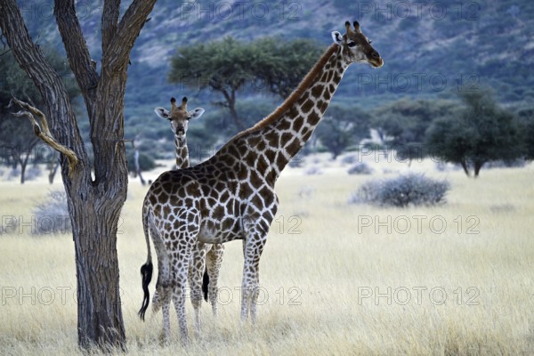 Giraffe (Giraffa camelopardalis giraffa) mother with young in early morning light, Namibia