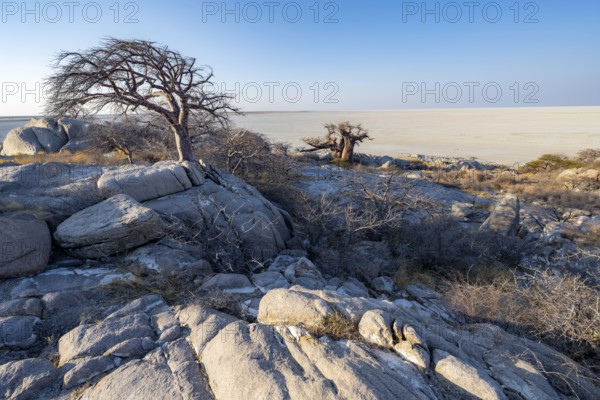 African baobab or baobab tree (Adansonia digitata), between round rocks with view over the salt pan in the evening light, Kubu Island (Lekubu), Sowa Pan, Makgadikgadi salt pans, Botswana