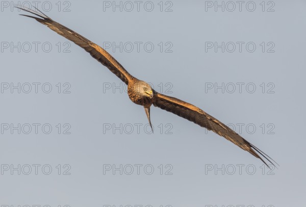 Red kite (Milvus milvus), Extremadura, Castilla La Mancha, Spain