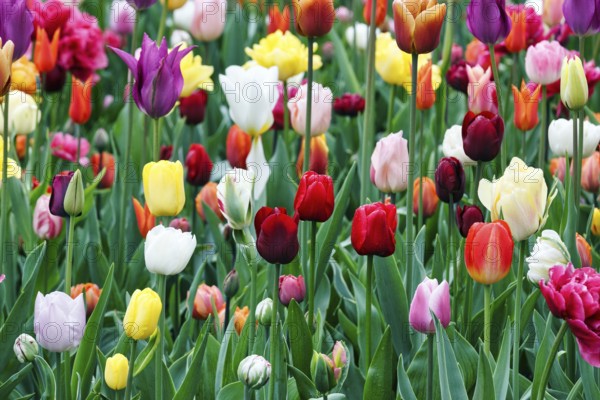 Different coloured tulips (Tulipa), colourful tulip bed, Keukenhof gardens, Lisse, Bollenstreek, South Holland, Netherlands