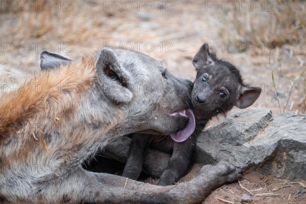 Spotted hyena (Crocuta crocuta), adult female licking young, lying down, Kruger National Park, South Africa