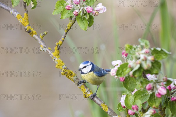 Blue tit (Parus caeruleus) Germany