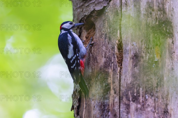 Pileated Woodpecker (Dendrocopos major) at the breeding cavity, Piciformes, Göggingen, Krauchenwies, Landkreis Sigmaringen, Baden-Württemberg, Baden-Württemberg, Germany