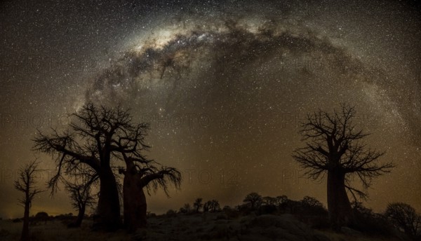 Silhouettes of several baobab trees with starry sky and Milky Way, African baobab (Adansonia digitata), night shot, Kubu Island (Lekubu), Sowa Pan, Makgadikgadi Salt Pans, Botswana
