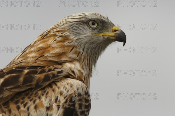Red Kite (Milvus milvus), portrait, Castile and Leon, Spain