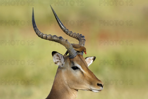 Roodsnavelossenpikker zitend op impala, Red-billed Oxpecker stting on impala