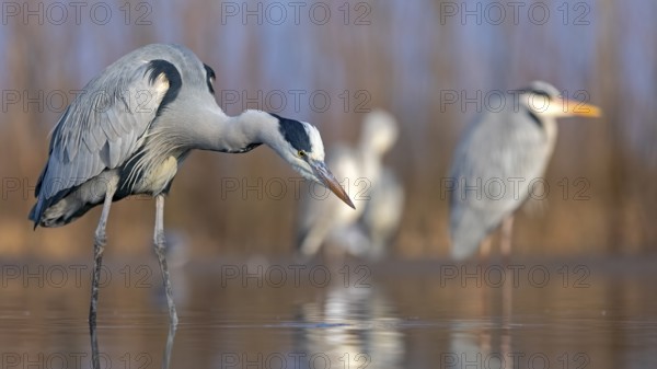 Grey Heron (Ardea cinerea), Hungary