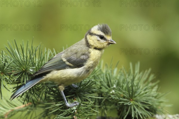 Eurasian Blue Tit (Cyanistes caeruleus) juvenile, Lower Saxony, Germany