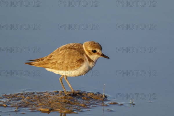 Kentish Plover (Charadrius alexandrinus) female, Mallorca, Spain