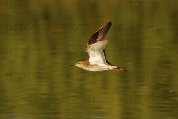 Ruff (Calidris pugnax) flying, Greece