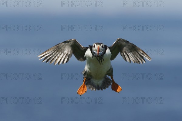 Atlantic Puffin (Fratercula arctica) incoming, carrying sandeels in bill, Farne Islands, United Kingdom