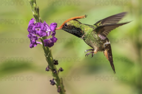 Rufous-crested Coquette (Lophornis delattrei) flying while feeding at a flower in Manu National Park, Peru