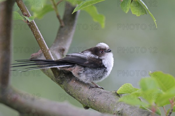 Long-tailed Tit (Aegithalos caudatus) juvenile, Lower Saxony, Germany