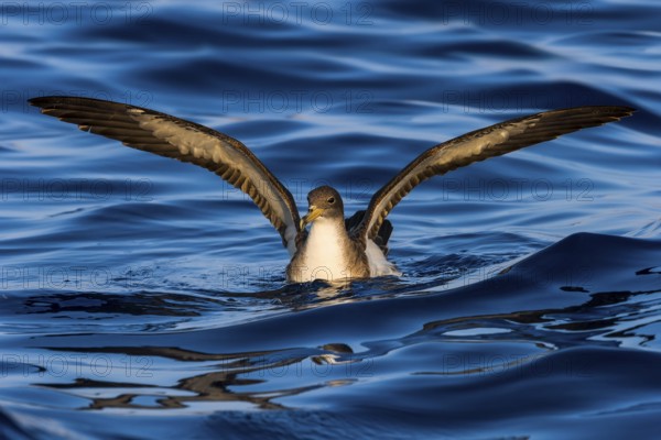 Cory's Shearwater (Calonectris borealis), Eilat, Israel