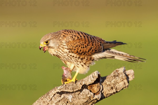 Common Kestrel (Falco tinnunculus) female with prey, Castile-La Mancha, Spain