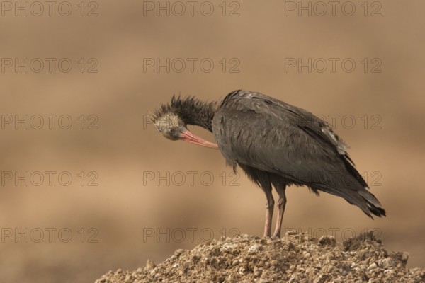 Northern Bald Ibis (Geronticus eremita) juvenile preening, Morocco