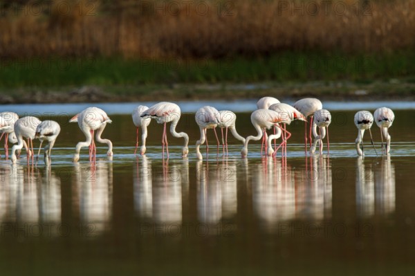 Greater Flamingo (Phoenicopterus roseus), Castile-La Mancha, Spain
