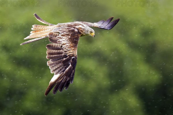 Red Kite (Milvus milvus) flying, Wales, United Kingdom